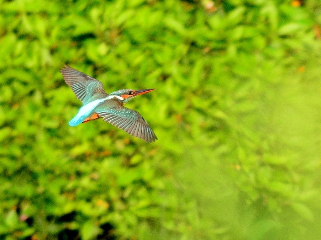 カワセミ4