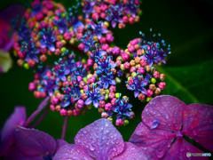 紫陽花②