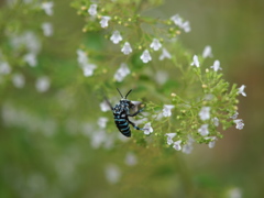 P8091223