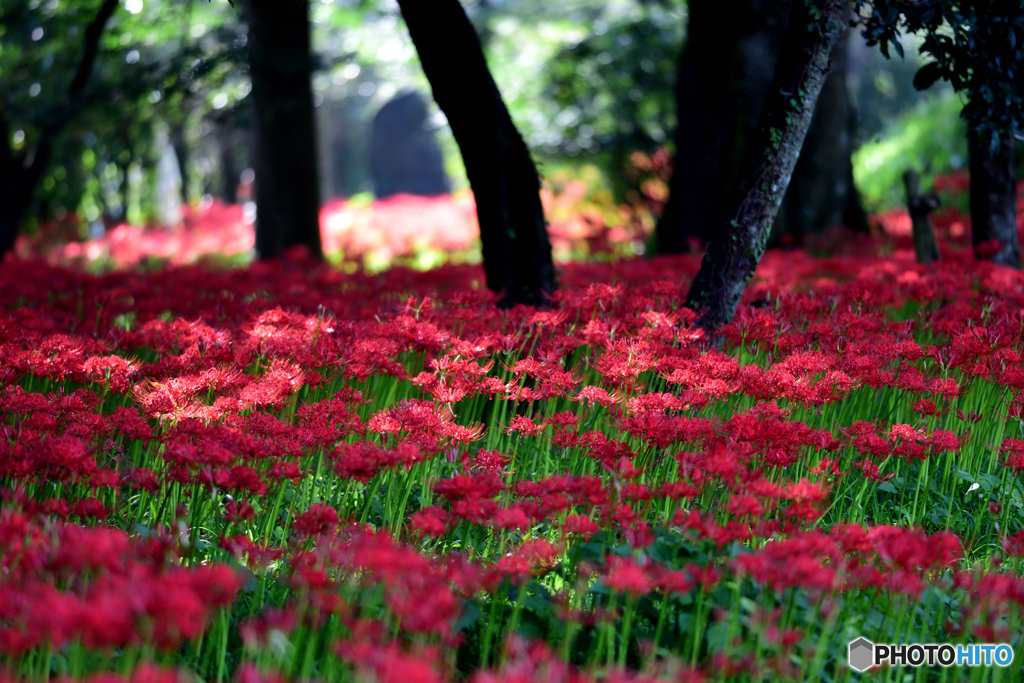 川東公園・彼岸花④