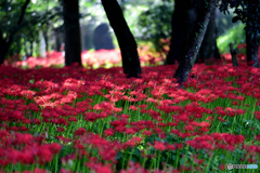 川東公園・彼岸花④