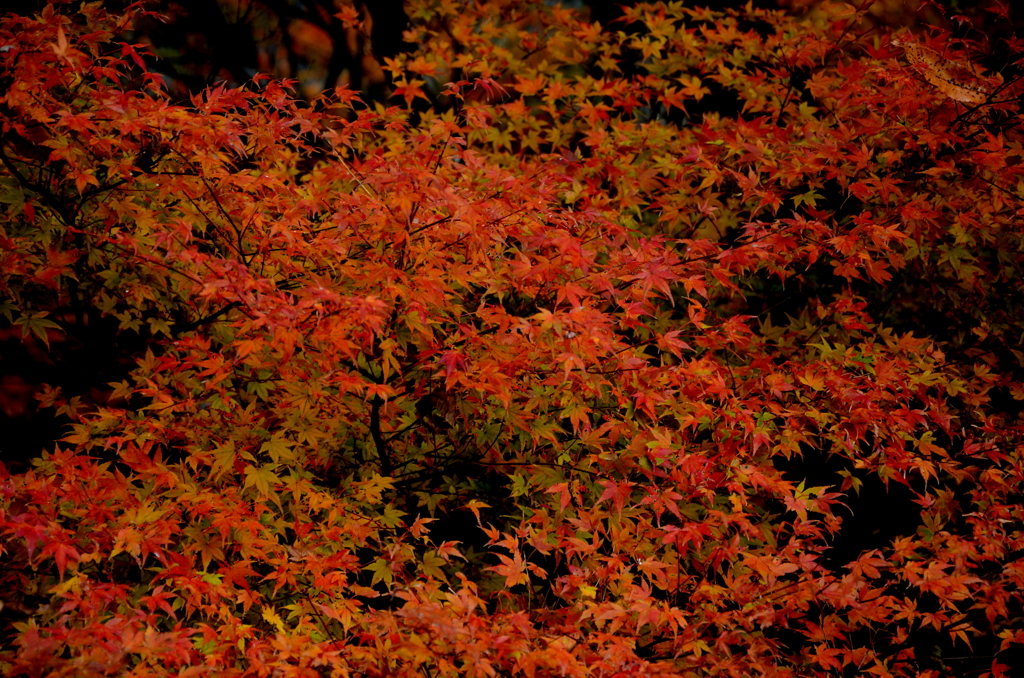 備中松山城・紅葉