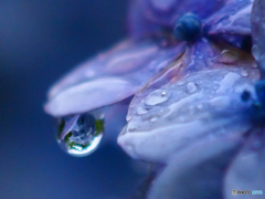 紫陽花③