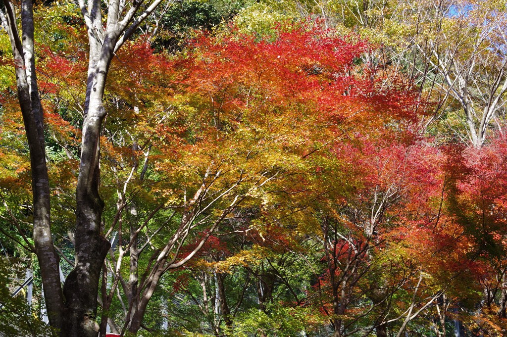 紅葉５