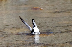 シンクロ・・・