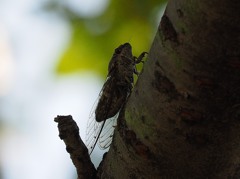 P8150048