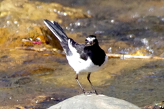捕まえたよっ！カメラ目線