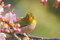 メジロ&河津桜３