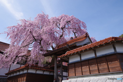 鳥取県倉吉市 極楽寺 枝垂れ桜