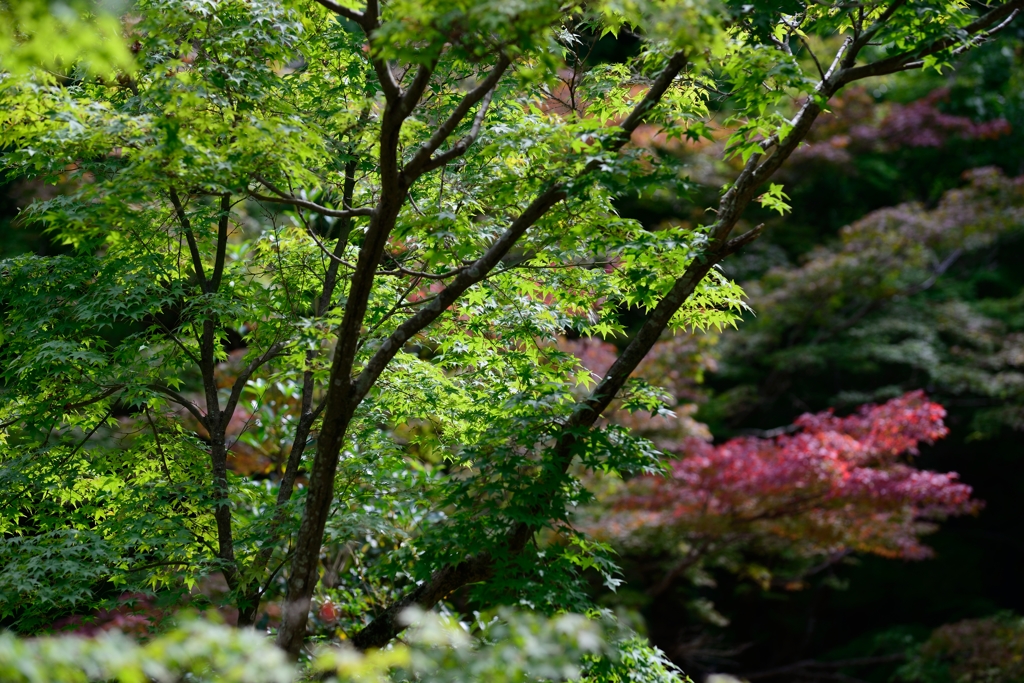 着々と紅葉②