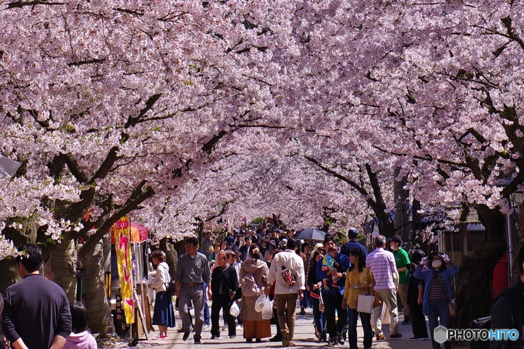 新庄村がいせん桜