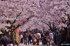 新庄村がいせん桜