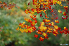 IMGP0044