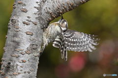 コゲラ♀