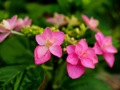 紫陽花