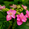 紫陽花