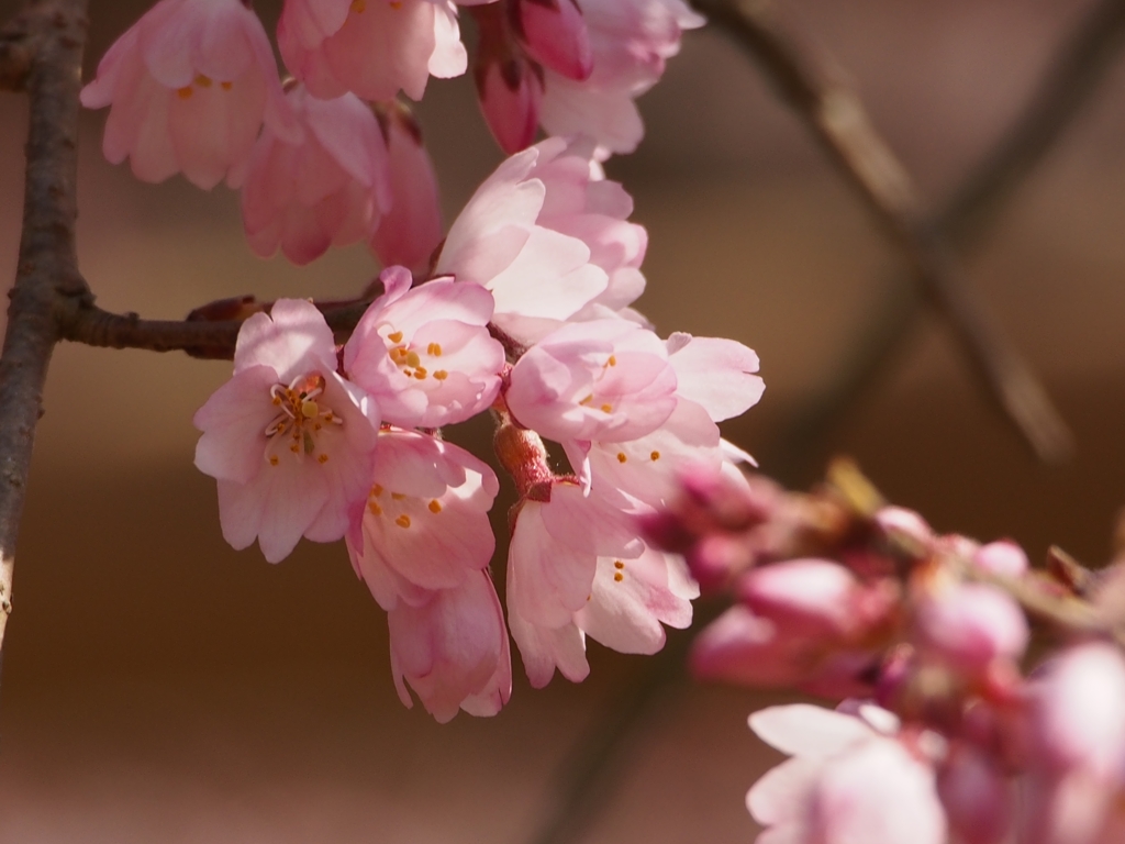 枝垂桜②