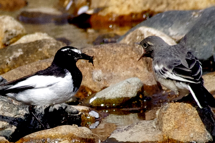 早くちょうだい！！