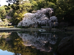 曹源寺枝垂桜