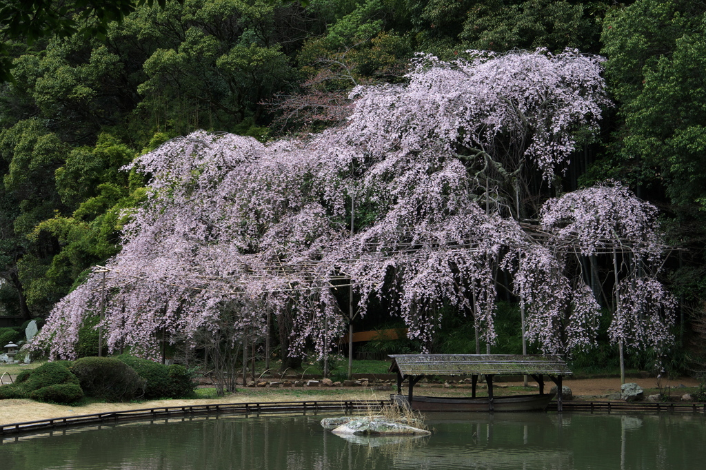 曹源寺①