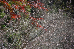 紅葉＆四季桜