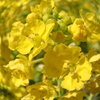 菜の花