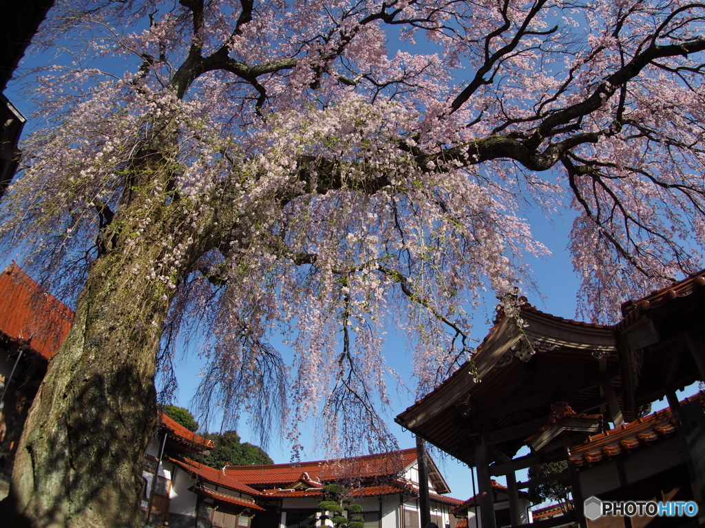 極楽寺・枝垂れ桜