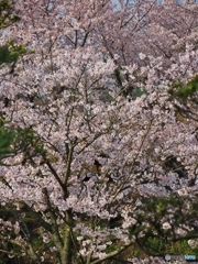 桜３