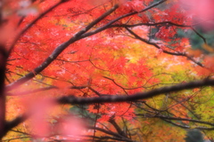 紅葉５