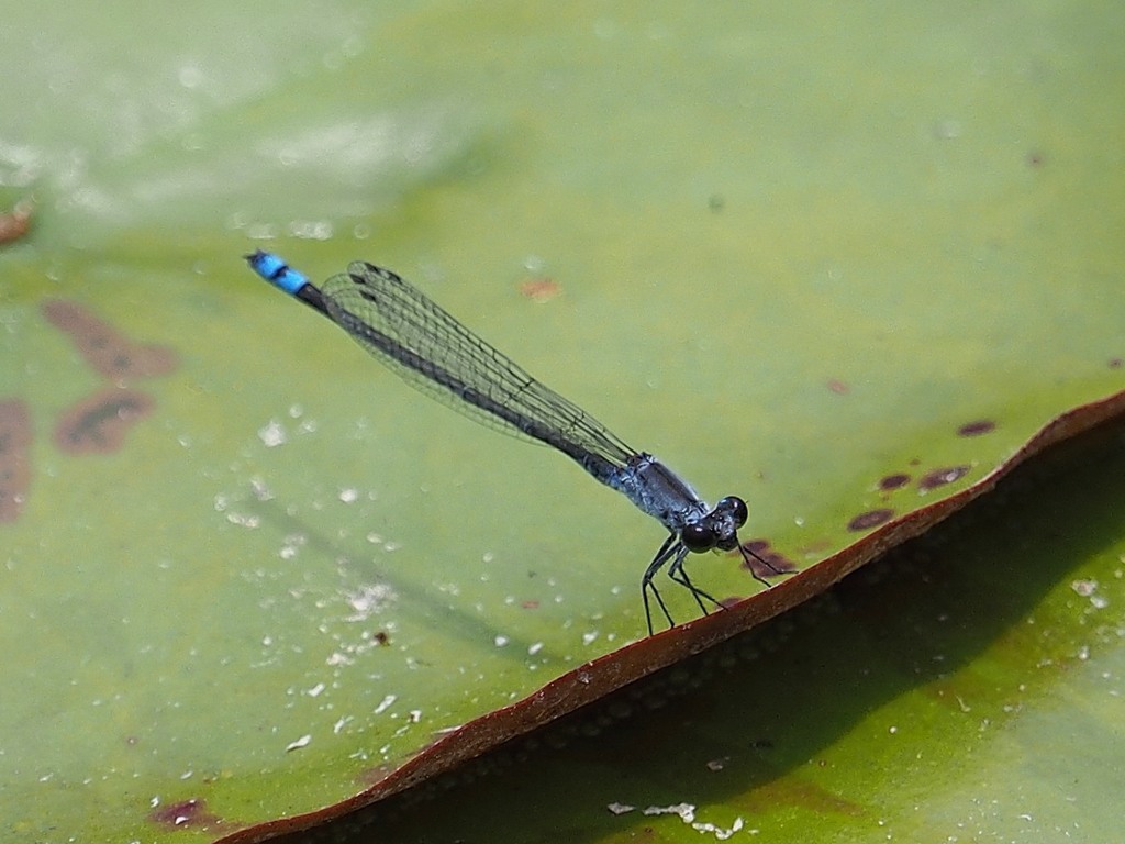 P5300096