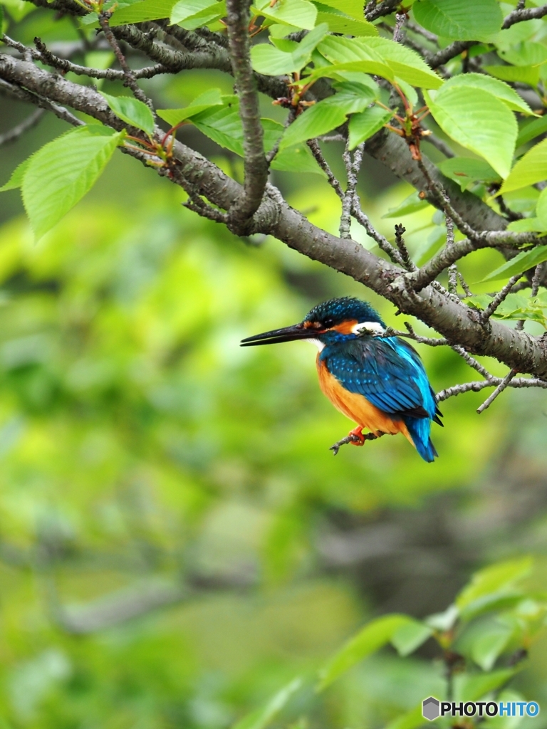 かわいい・・・