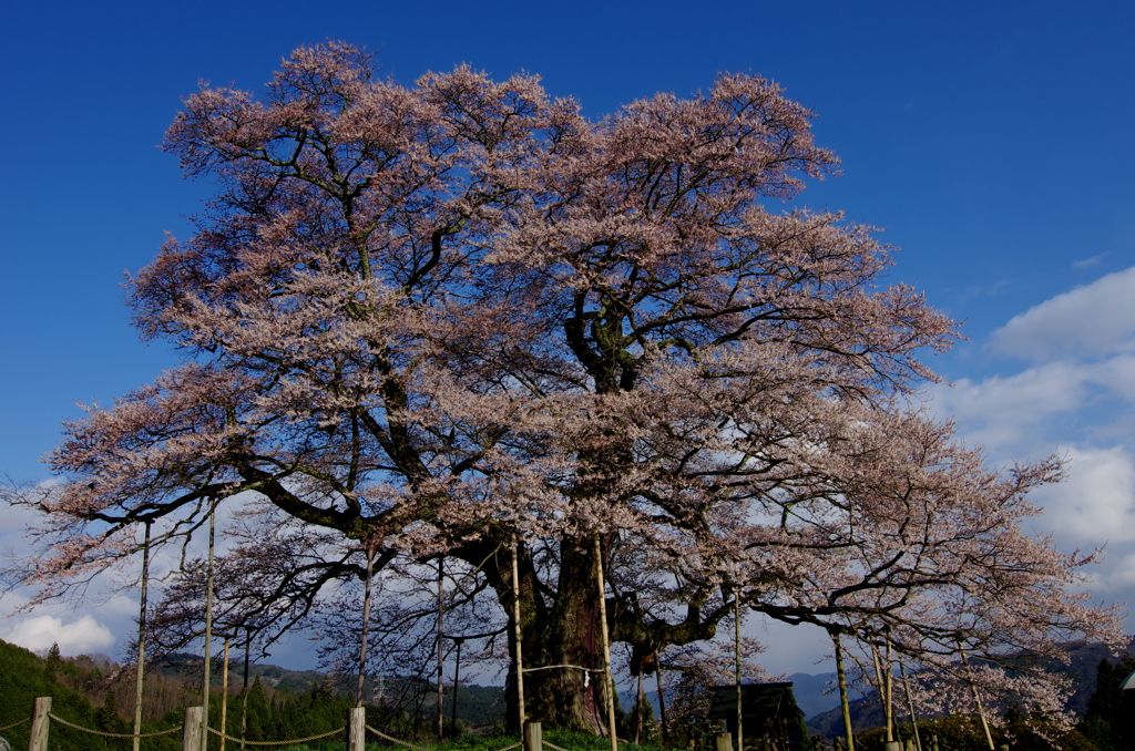 醍醐桜・推定樹齢1000年～①