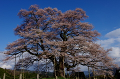 醍醐桜・推定樹齢1000年～①