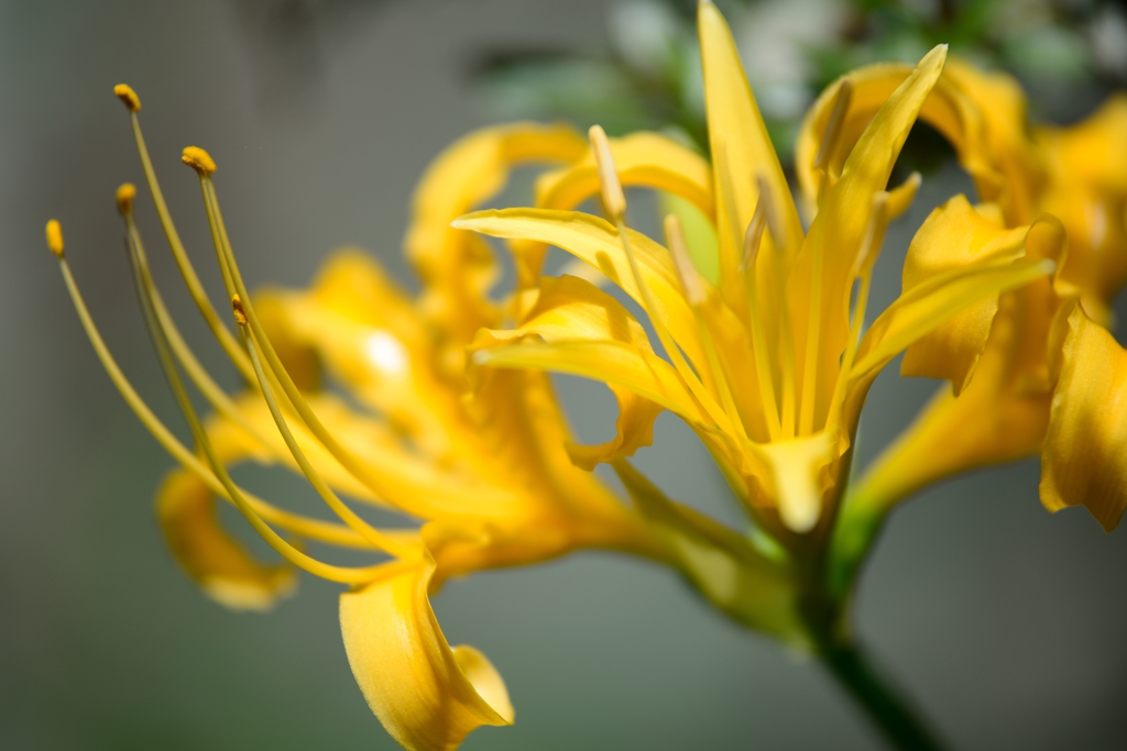 彼岸花・黄色　②