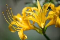 彼岸花・黄色　②