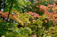 着々と紅葉①