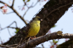 IMGP2177