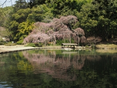 枝垂桜・あともう少し・・・②