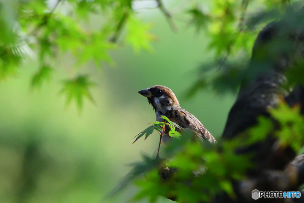 もの思いにふける