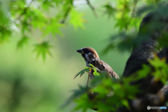 もの思いにふける