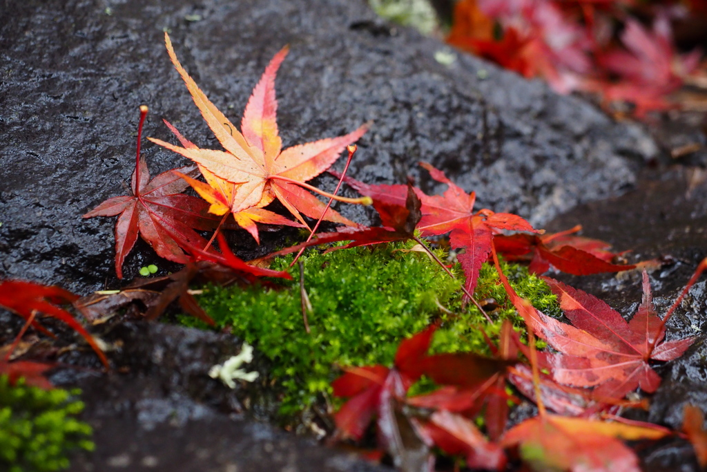 石もみじ苔