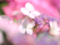 P6210017
