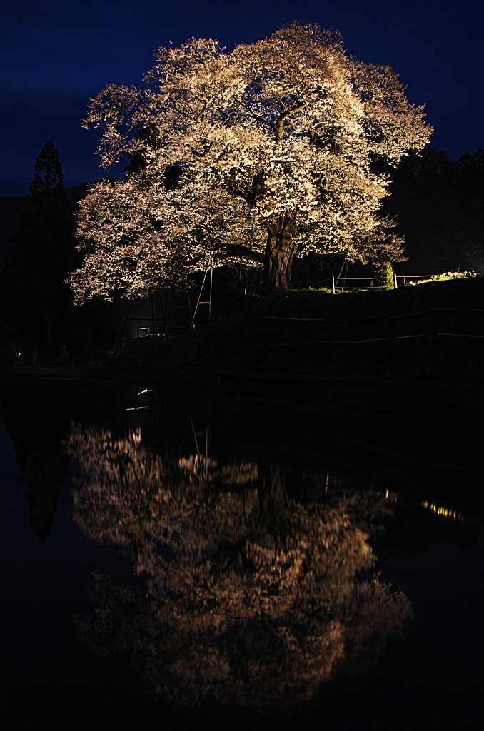 小奴可の要害桜①