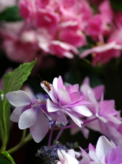 安養寺・紫陽花⑪