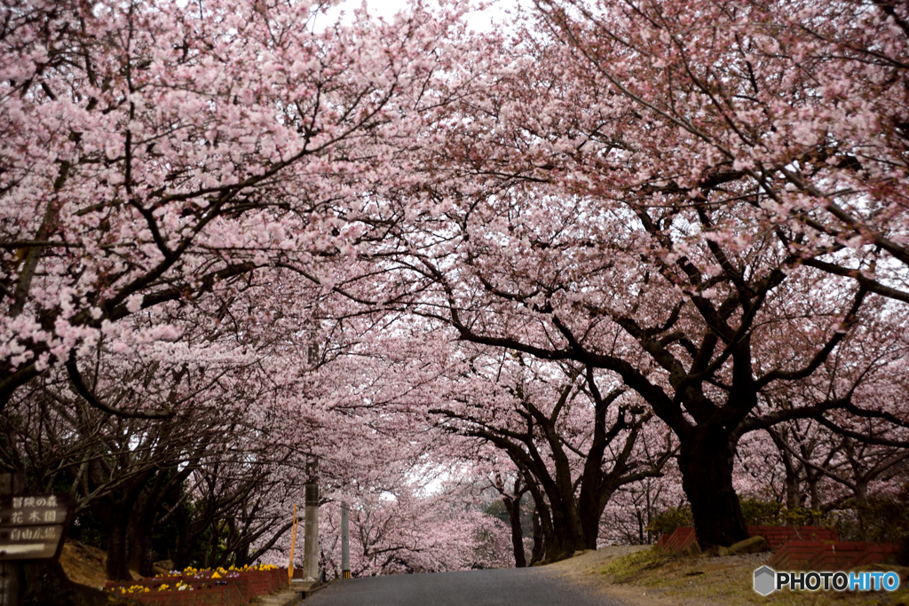 桜咲く④