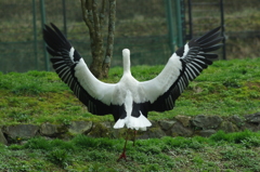 コウノトリの郷公園②