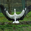 コウノトリの郷公園②