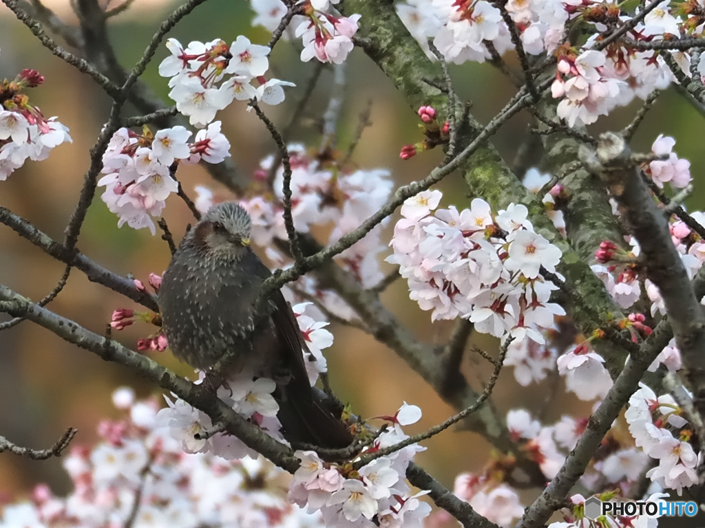 咲いた咲いた！