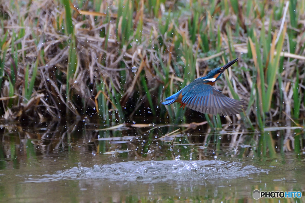 空振り・・・(;^ω^)