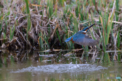 空振り・・・(;^ω^)